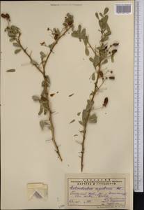 Caragana halodendron (Pall.) Dum.Cours., Средняя Азия и Казахстан, Памир и Памиро-Алай (M2) (Таджикистан)