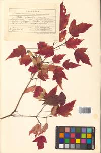 Клен гиннала, Клен приречный (Maxim.) Wesm., Сибирь, Дальний Восток (S6) (Россия)