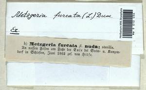 Metzgeria furcata (L.) Corda, Гербарий мохообразных, Мхи - Западная Европа (BEu)