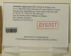 Atrichum angustatum (Brid.) Bruch & Schimp., Гербарий мохообразных, Мхи - Америка (BAm) (США)