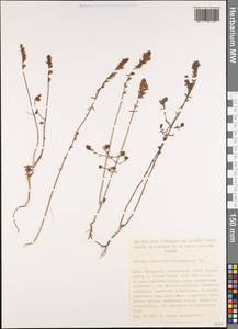 Odontites recordonii Burnat & Barbey, Западная Европа (EUR) (Испания)