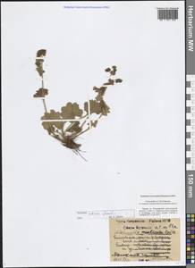 Манжетка сибирская Zāmelis, Восточная Европа, Центральный район (E4) (Россия)