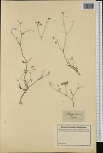 Ptychotis saxifraga (L.) Loret & Barrandon, Западная Европа (EUR)