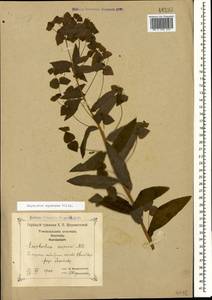 Молочай чешуйчатый Willd., Кавказ, Грузия (K4) (Грузия)
