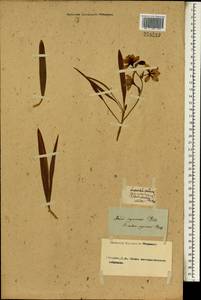 Babiana rubrocyanea (Jacq.) Ker Gawl., Африка (AFR) (Неизвестно)