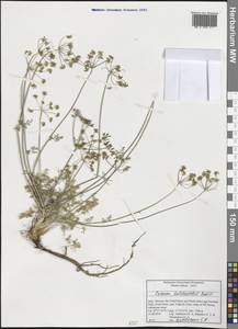 Carum heldreichii Boiss., Западная Европа (EUR) (Италия)