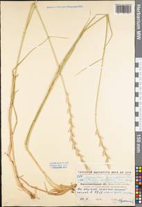 Thinopyrum intermedium subsp. intermedium, Восточная Европа, Северо-Украинский район (E11) (Украина)