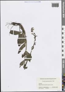 Вероника горечавковая Vahl, Кавказ, Краснодарский край и Адыгея (K1a) (Россия)