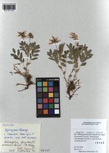 KUZ 001 441, Астрагал саралинский N.F. Gontscharow, Сибирь, Алтай и Саяны (S2) (Россия)