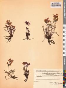 Мытник прелестный Adams ex Steven, Сибирь, Чукотка и Камчатка (S7) (Россия)