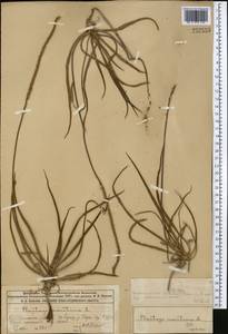 Подорожник морской, Подорожник приморский L., Средняя Азия и Казахстан, Муюнкумы, Прибалхашье и Бетпак-Дала (M9) (Казахстан)