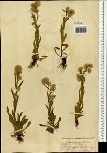 Мелколепестник едкий L., Монголия (MONG) (Монголия)