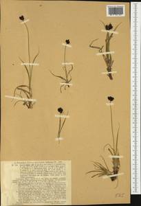 Carex parviflora Host, Западная Европа (EUR) (Швейцария)