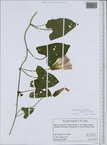 Calystegia sepium subsp. americana (Sims) Brummitt, Восточная Европа, Центральный лесной район (E5) (Россия)