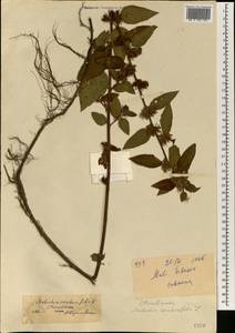 Melochia corchorifolia L., Африка (AFR) (Мали)