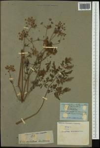 Бутень клубненосный L., Западная Европа (EUR) (Неизвестно)