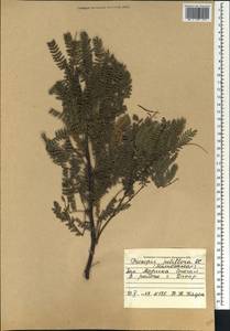 Prosopis chilensis (Molina)Stuntz, Африка (AFR) (Сенегал)