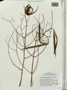 Poacynum sarmatiense (Woodson) Mavrodiev, Laktionov & Yu. E. Alexeev, Восточная Европа, Средневолжский район (E8) (Россия)
