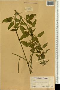 Macroptilium lathyroides (L.)Urb., Зарубежная Азия (ASIA) (КНР)