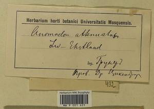 Pseudanomodon attenuatus (Hedw.) Ignatov & Fedosov, Гербарий мохообразных, Мхи - Прибалтика (B1) (Неизвестно)