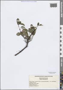 Береза приземистая Schrank, Восточная Европа, Средневолжский район (E8) (Россия)