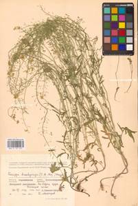 Жерушник короткоплодный (C.A.Mey.) Hayek, Восточная Европа, Центральный лесостепной район (E6) (Россия)