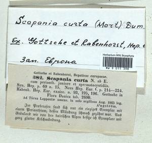 Scapania curta (Mart.) Dumort., Гербарий мохообразных, Мхи - Западная Европа (BEu)