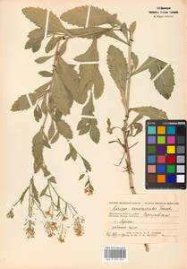 Rorippa × armoracioides (Tausch) Fuss, Восточная Европа, Московская область и Москва (E4a) (Россия)