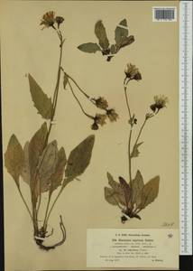 Hieracium nigritum Uechtr., Западная Европа (EUR) (Чехия)
