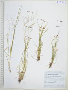 Полевица шероховатая Willd., Сибирь, Дальний Восток (S6) (Россия)