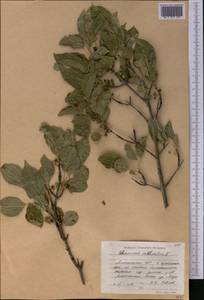 Жестер слабительный, Крушина слабительная L., Средняя Азия и Казахстан, Северный и Центральный Тянь-Шань (M4) (Казахстан)