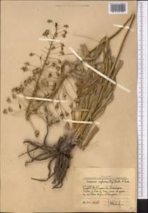 Eremurus soogdianus (Regel) Benth. & Hook.f., Средняя Азия и Казахстан, Западный Тянь-Шань и Каратау (M3) (Узбекистан)