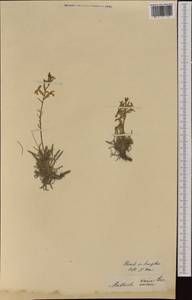 Matthiola fruticulosa subsp. valesiaca (J. Gay ex Gaudin) P.W. Ball, Западная Европа (EUR) (Швейцария)