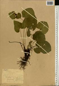 Фиалка удивительная L., Восточная Европа, Молдавия (E13a) (Молдавия)