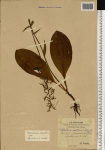 Любка зеленоцветковая (Custer) Rchb., Восточная Европа, Средневолжский район (E8) (Россия)