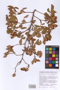 Шиповник бальзамический Besser, Восточная Европа, Южно-Украинский район (E12) (Украина)