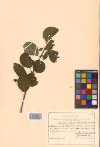 Бересклет сахалинский (F.Schmidt) Maxim., Сибирь, Дальний Восток (S6) (Россия)