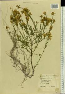 Genista tinctoria subsp. tinctoria, Восточная Европа, Северо-Украинский район (E11) (Украина)