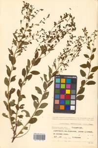 Флюгея полукустарниковая (Pall.) Baill., Сибирь, Дальний Восток (S6) (Россия)