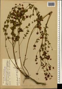 Lotus herbaceus (Vill.) Jauzein, Кавказ, Черноморское побережье (от Новороссийска до Адлера) (K3) (Россия)