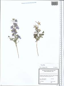 Живокость, Средняя Азия и Казахстан, Сырдарьинские пустыни и Кызылкумы (M7) (Узбекистан)