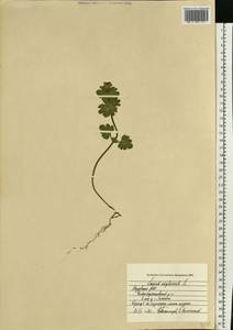 Яснотка стеблеобъемлющая L., Восточная Европа, Средневолжский район (E8) (Россия)