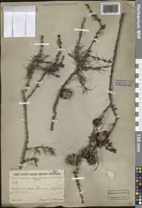 Лиственница, Сибирь, Прибайкалье и Забайкалье (S4) (Россия)