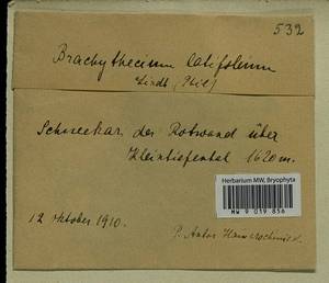 Sciuro-hypnum latifolium (Kindb.) Ignatov & Huttunen, Гербарий мохообразных, Мхи - Западная Европа (BEu) (Германия)