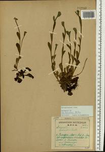 Незабудка, Восточная Европа, Северный район (E1) (Россия)