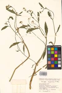 Жерушник земноводный (L.) Besser, Восточная Европа, Нижневолжский район (E9) (Россия)