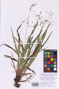 Ожика волосистая (L.) Willd., Восточная Европа, Московская область и Москва (E4a) (Россия)