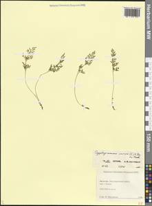 Криптограмма курчавая (L.) R.Br., Кавказ, Дагестан (K2) (Россия)