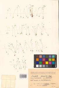 Крупка весенняя L., Восточная Европа, Нижневолжский район (E9) (Россия)