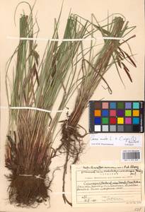 Осока [гибрид], Восточная Европа, Московская область и Москва (E4a) (Россия)
